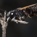 Megachile atrata - Photo (c) Rui Da Silva Pinto, algunos derechos reservados (CC BY-NC), subido por Rui Da Silva Pinto