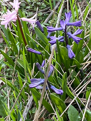 Hyacinthus