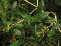 Miconia elaeoides