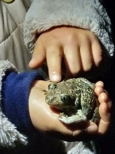 Iberian Spadefoot, Paisagem Protegida Regional do Litoral de Vila do Conde e Reserva Ornitológica de Mindelo, photo 10 of 10