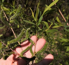 Salix vinogradovii