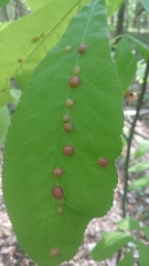 Phylloxera caryaeglobuli