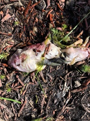 Cratogeomys planiceps