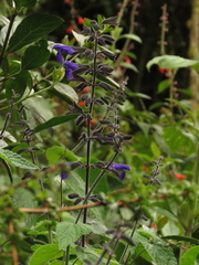 Salvia amethystina