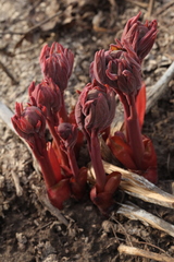 Paeonia chamaeleon
