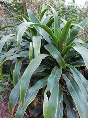 Dracaena aletriformis