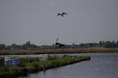 Ardea cinerea