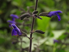 Salvia amethystina