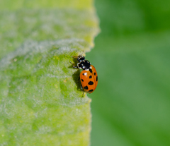 Hippodamia variegata