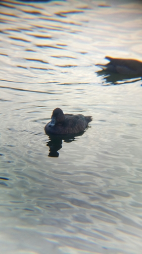 Aythya australis