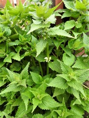 Lamium album
