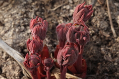 Paeonia chamaeleon