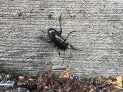 Tarpela micans