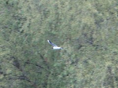 Chroicocephalus ridibundus