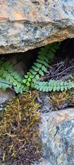 Asplenium vespertinum