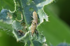 Lixus filiformis