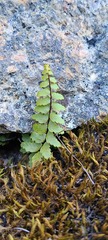 Asplenium vespertinum