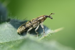 Lixus filiformis