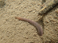 Dina lineata