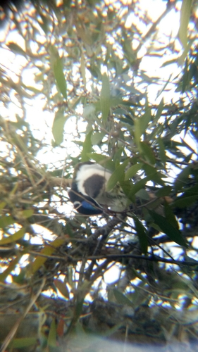 Entomyzon cyanotis