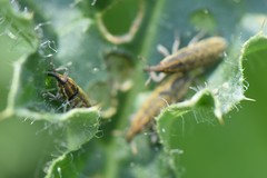 Lixus filiformis