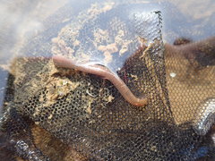 Dina lineata