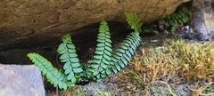 Asplenium vespertinum