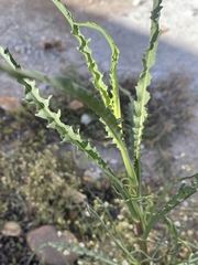 Eulobus
