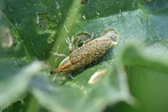 Lixus filiformis