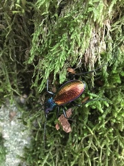 Carabus hispanus