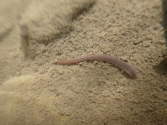 Dina lineata