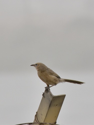 Iraq Babbler (Argya altirostris), photo 10