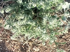 Cryptantha minima