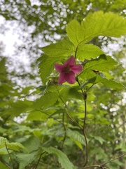 Rubus spectabilis