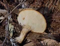 Polyporus decurrens