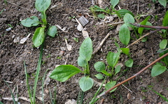 Plantago major