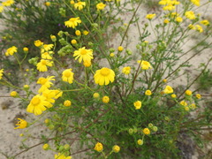 Senecio gallicus