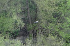 Chroicocephalus ridibundus