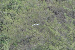 Chroicocephalus ridibundus