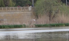 Chroicocephalus ridibundus