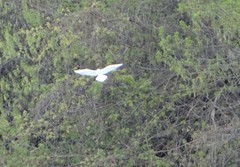 Chroicocephalus ridibundus