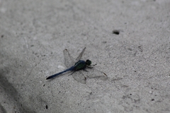 Erythemis simplicicollis image