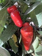 Capsicum pubescens