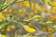 Metacantharis clypeata