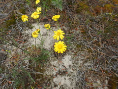 Senecio gallicus