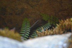 Asplenium vespertinum