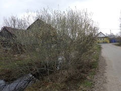 Salix × reichardtii