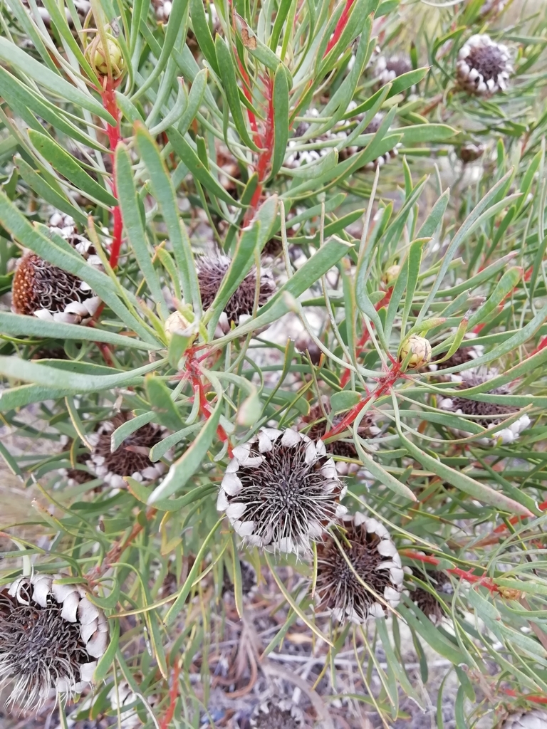 Thistle Sugarbush from Papekuil Outspan, Cape Town, 7349, South Africa ...