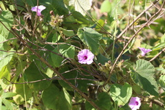 Ipomoea ficifolia