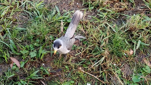 Manorina melanocephala